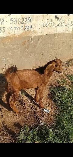 makhi cheni bakra for sale