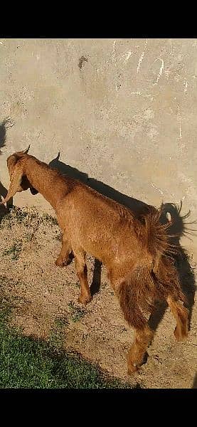 makhi cheni bakra for sale 1