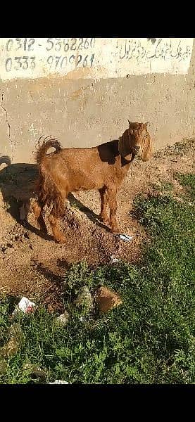 makhi cheni bakra for sale 2