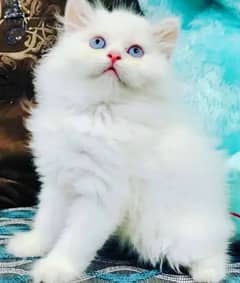 Traple Coated Persian cat 0