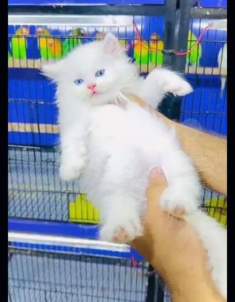 Traple Coated Persian cat 1