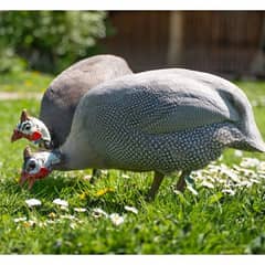 Guinea fowl 0