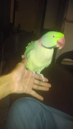 raw male parrot