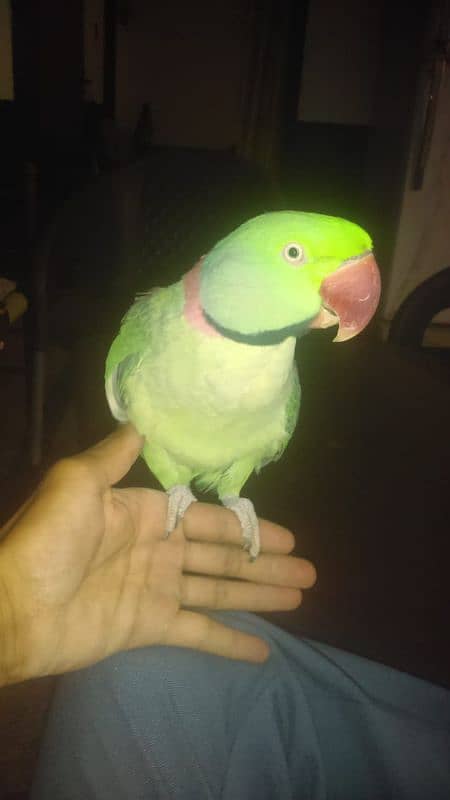 raw male parrot 1