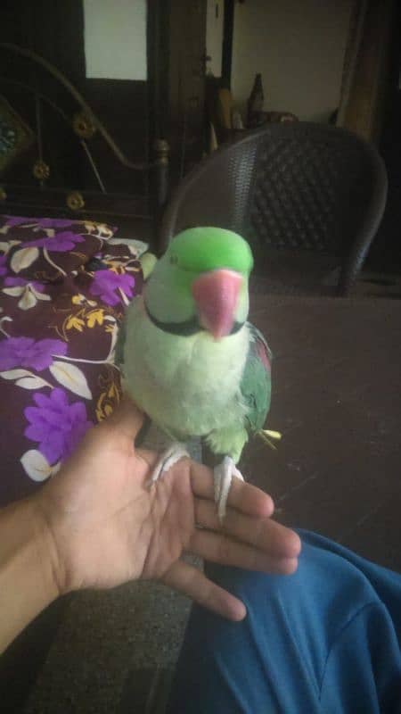 raw male parrot 2