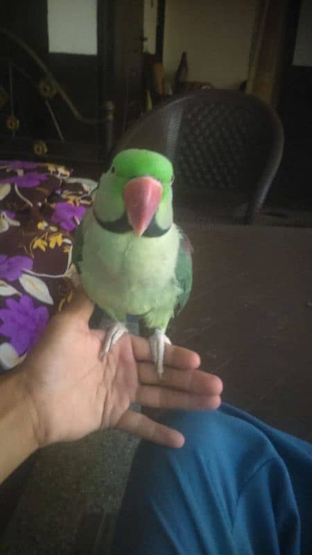 raw male parrot 3