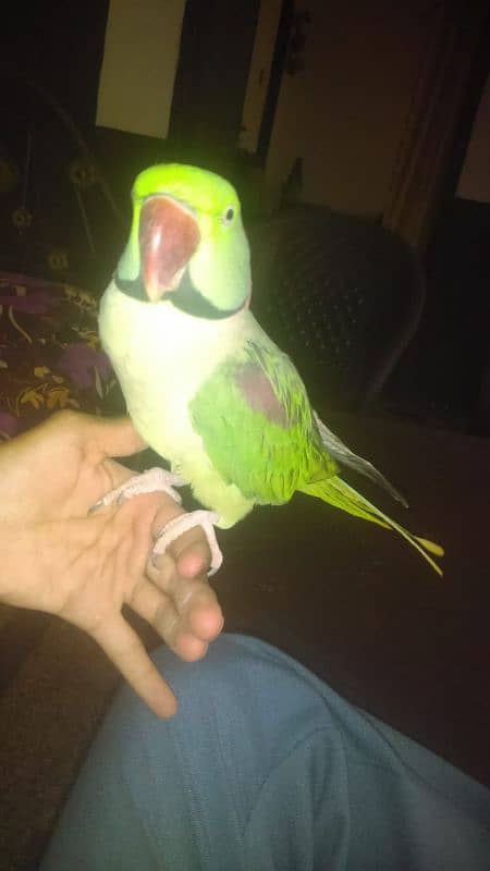 raw male parrot 4