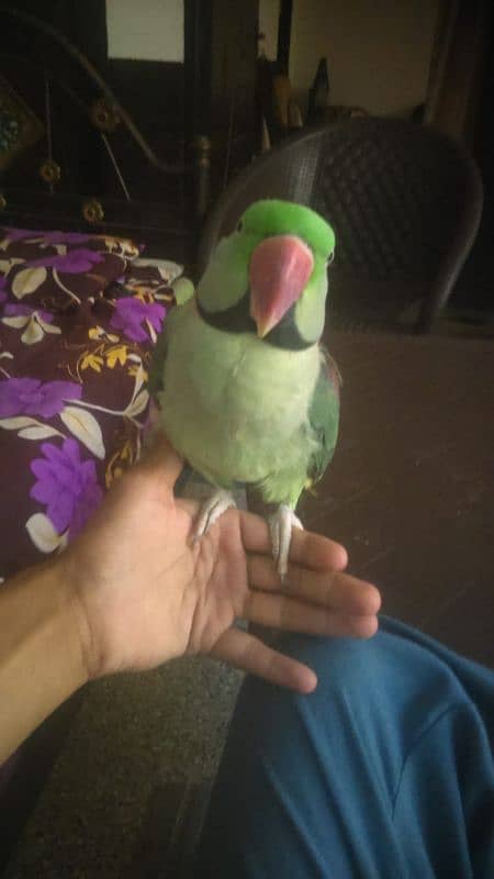 raw male parrot 5