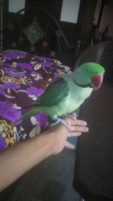 raw male parrot 7