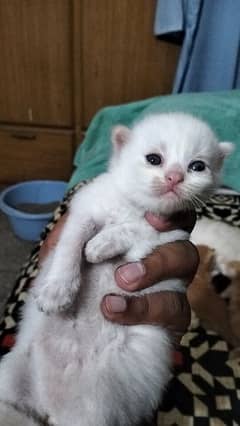 Persian kitten@ kitten @ blue eye kitten @ cat@ Siamese cat@ perisan