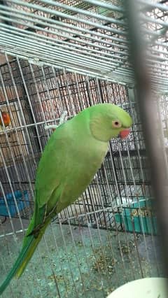 Parrots for sale