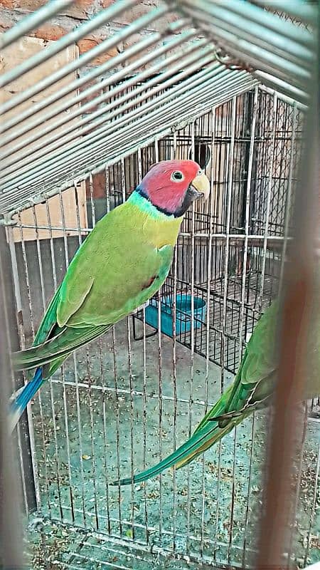 Parrots for sale 1