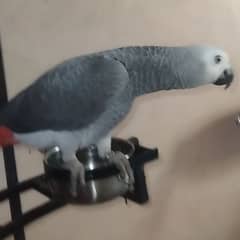 Grey Parrot for sale 0