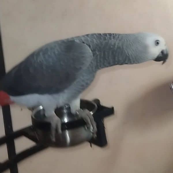 Grey Parrot for sale 0