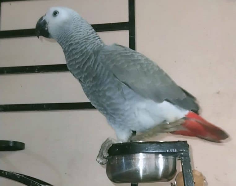 Grey Parrot for sale 1