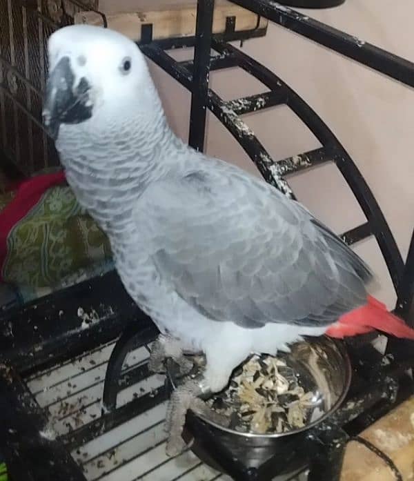 Grey Parrot for sale 2