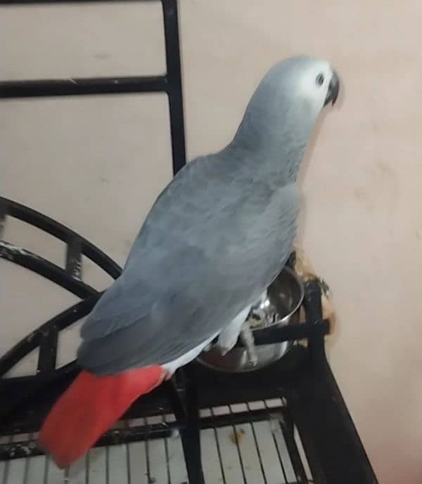 Grey Parrot for sale 3