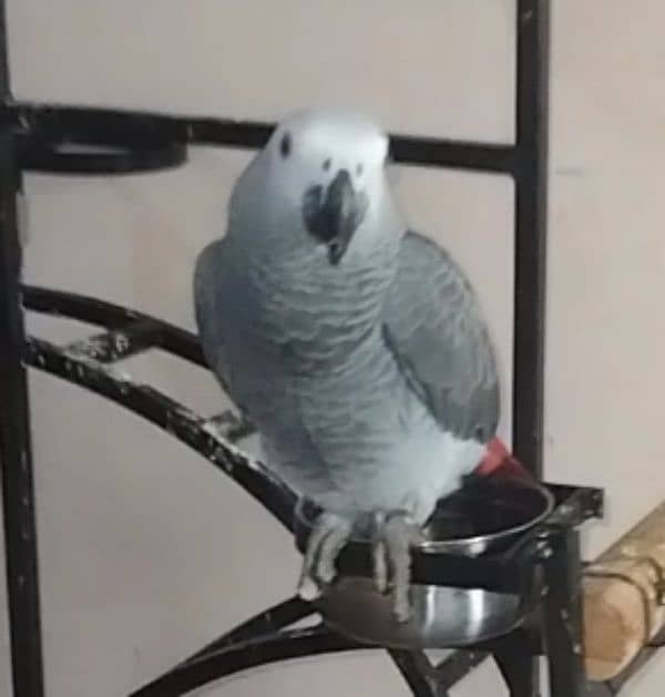 Grey Parrot for sale 4