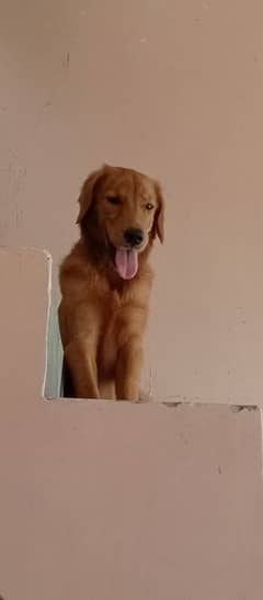 Golden retriever 0