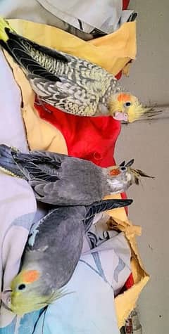 3 Piece Coctail Pathy. Semi Hand tamed Trained For Sale cockatiel