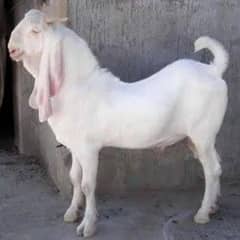 Need a Gulabi Breeder For Cross Bakri