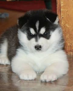 Siberian husky puppy for sale 1 month