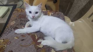 Persian kitten for sale