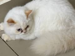 beautiful Persian female available.