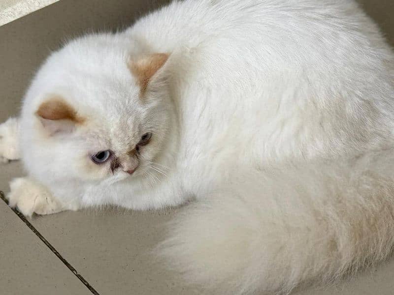 beautiful Persian female available. 0