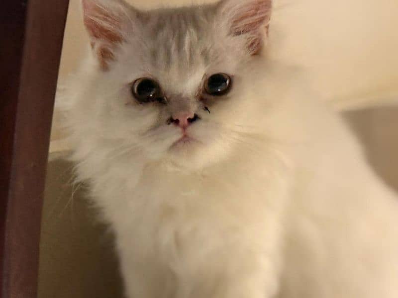 beautiful Persian female available. 1