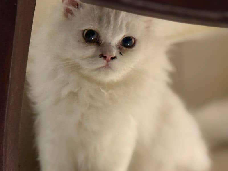 beautiful Persian female available. 2