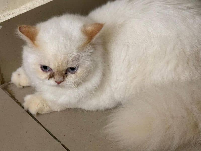 beautiful Persian female available. 3