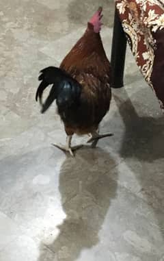 desi hen OR golden miser hen for sale 03188305150 only call & WhatsApp