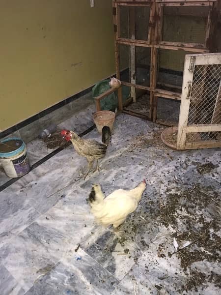 hens for sale 2