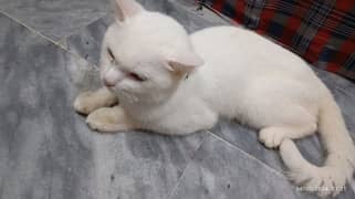 persian mal cat