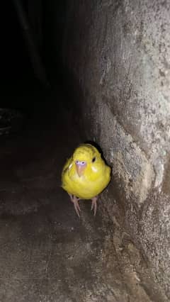 budgie pair breeder