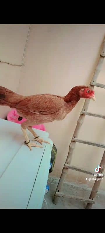 Pure mianwali old breed female available guaranteed  chorus nalyo me 1