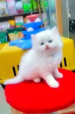 Persian cat for sale 2 my WhatsApp number 03=26=53=90=925=