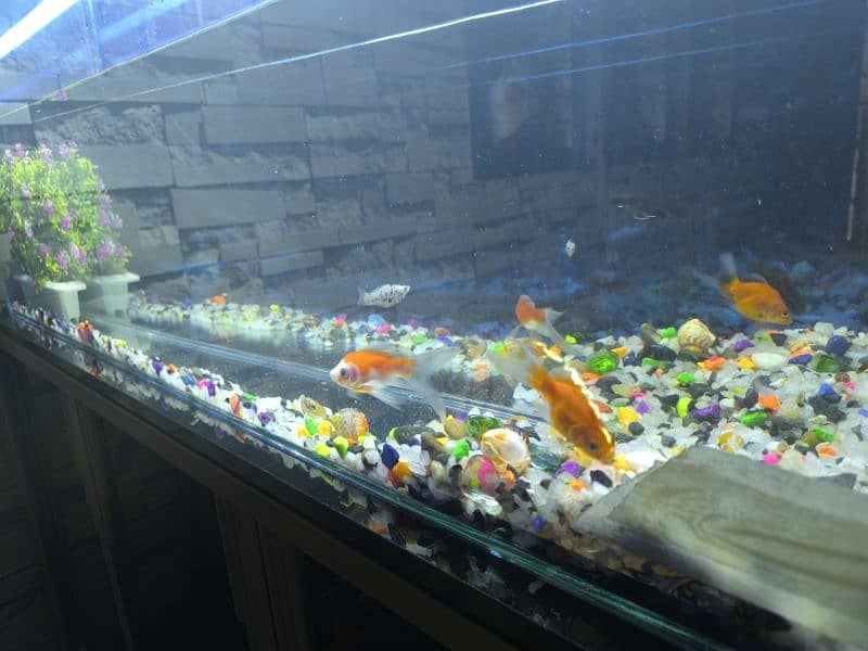 equarium for sale big size with 3d effect. 2