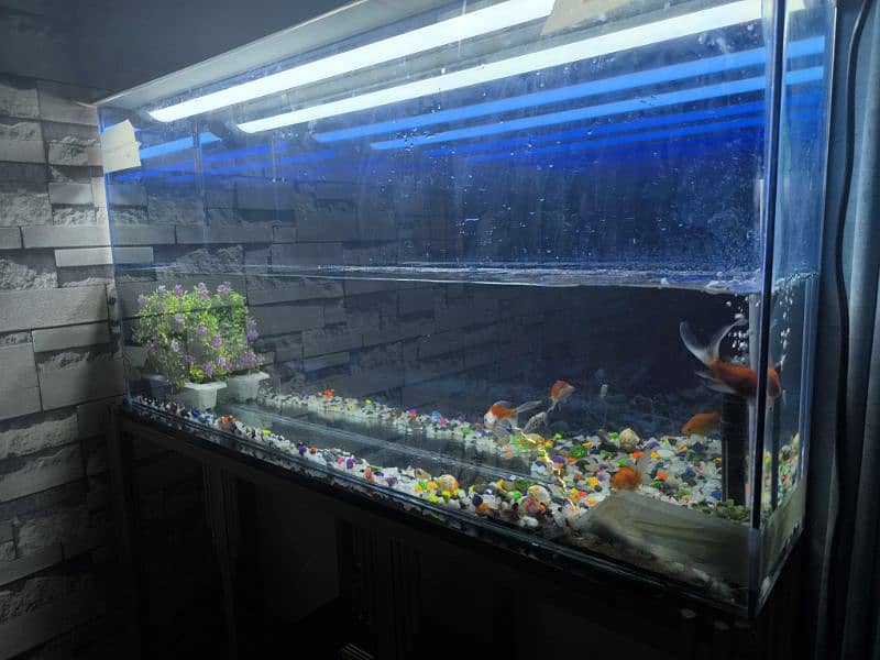 equarium for sale big size with 3d effect. 3