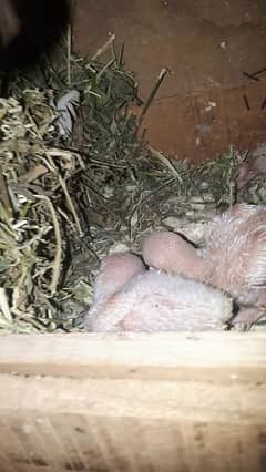 albino ka pair bachon k sath