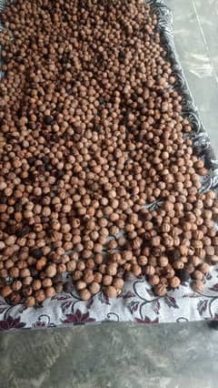 Desi Nuts (Akhrot ) for sale