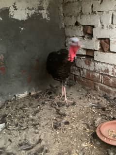 turkey bird for sale breader female0301 7401118