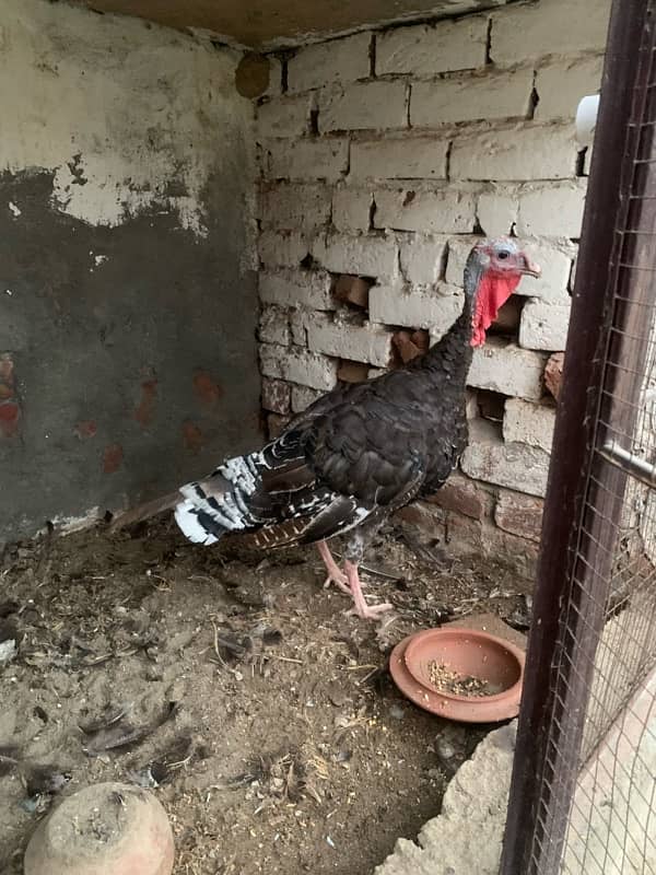 turkey bird for sale breader female0301 7401118 1