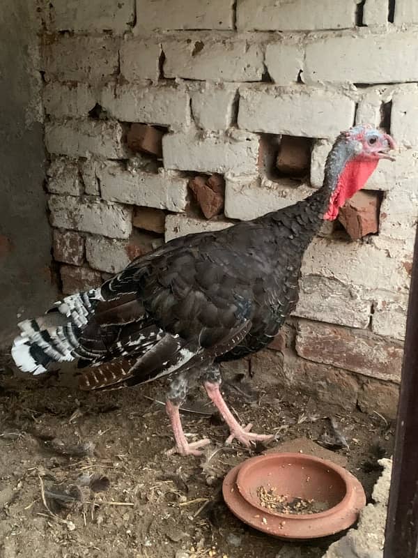 turkey bird for sale breader female0301 7401118 2