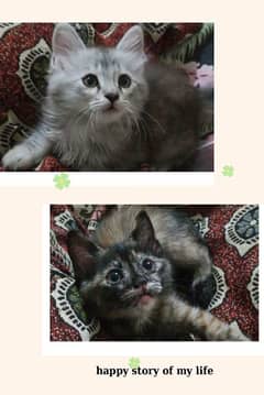 semi Persian cats for adoption