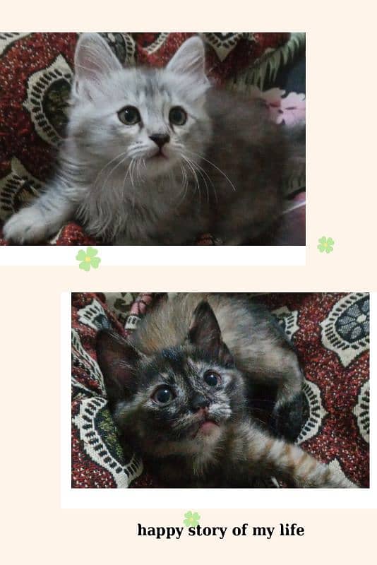 semi Persian cats for adoption 0