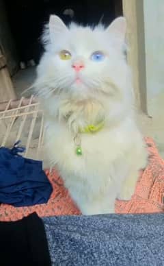 Persian cat female odd Eyes