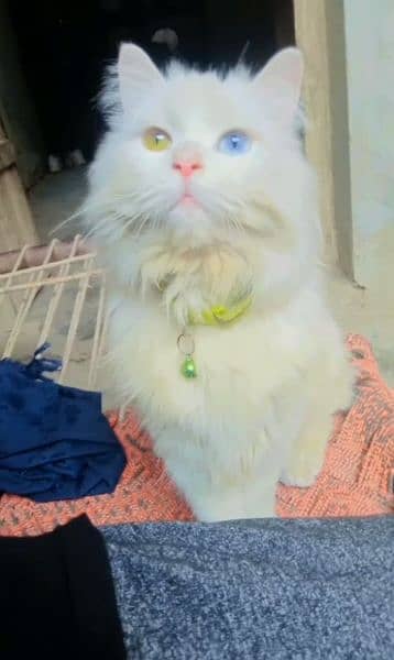 Persian cat female odd Eyes 1