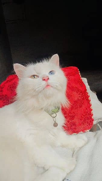 Persian cat female odd Eyes 2